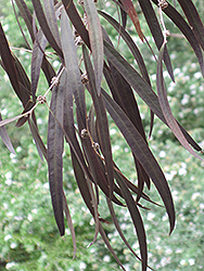 Jedda's Dream Agonis (Agonis flexuosa 'Jedda's Dream') at Lakeshore Garden Centres