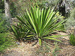 Giant Spear Lily (Doryanthes palmeri) at Lakeshore Garden Centres