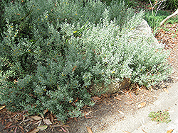 Tar Bush (Eremophila glabra) at Lakeshore Garden Centres