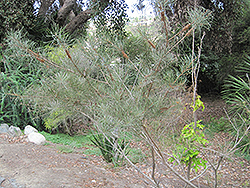 Pine-leaved Bottlebrush (Callistemon pinifolius) at Lakeshore Garden Centres