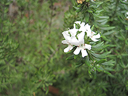 Smokey Coast Rosemary (Westringia fruticosa 'Smokey') at Lakeshore Garden Centres