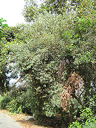 Kings Park Special Bottlebrush (Callistemon 'Kings Park Special') at Lakeshore Garden Centres