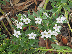 Fine-leaf Groundcover Myoporum (Myoporum parvifolium) at Lakeshore Garden Centres