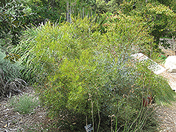 Moon Lagoon Dwarf Eucalyptus (Eucalyptus 'Moon Lagoon') at Lakeshore Garden Centres