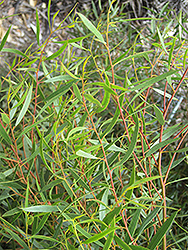 Moon Lagoon Dwarf Eucalyptus (Eucalyptus 'Moon Lagoon') at Lakeshore Garden Centres
