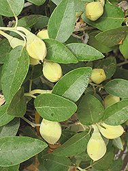 Primrose Tree (Lagunaria patersonia) at Lakeshore Garden Centres