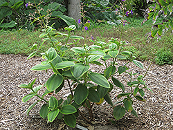 Silver Leaved Princess Flower (Tibouchina heteromalla) at Lakeshore Garden Centres