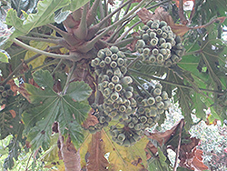 Snowflake Aralia (Trevesia palmata) at Lakeshore Garden Centres