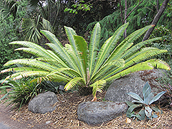 Mejia's Dioon (Dioon mejiae) at Lakeshore Garden Centres
