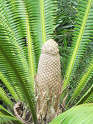 Mejia's Dioon (Dioon mejiae) at Lakeshore Garden Centres