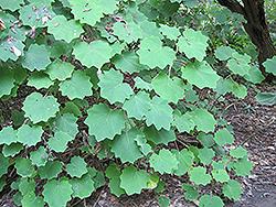Velvet Groundsel (Roldana petasitis) at Lakeshore Garden Centres