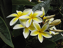 Common Frangipani (Plumeria rubra var. acutifolia) at Lakeshore Garden Centres