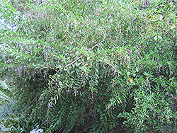 Sarasota Duranta (Duranta erecta 'Sarasota') at Lakeshore Garden Centres