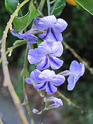 Sarasota Duranta (Duranta erecta 'Sarasota') at Lakeshore Garden Centres