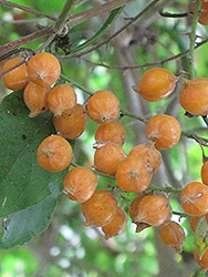 Sarasota Duranta (Duranta erecta 'Sarasota') at Lakeshore Garden Centres