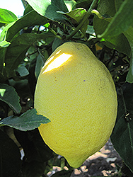 Lemon (Citrus limon) at Lakeshore Garden Centres