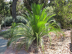 Carnarvon Gorge Macrozamia (Macrozamia moorei) at Lakeshore Garden Centres
