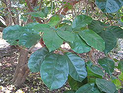 Puriri (Vitex lucens) at Lakeshore Garden Centres