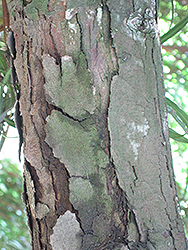 Long Leafed Yellowood (Podocarpus henkelii) at Lakeshore Garden Centres