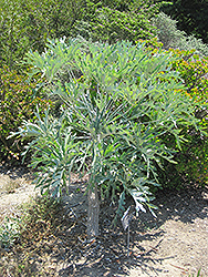 Mountain Cabbage Tree (Cussonia paniculata ssp. sinuata) at Lakeshore Garden Centres