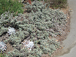 Gracias Sage (Salvia 'Gracias') at Lakeshore Garden Centres