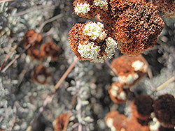 Eastern Mojave Buckwheat (Eriogonum fasciculatum var. foliolosum) at Lakeshore Garden Centres