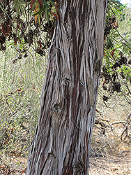 Santa Cruz Island Ironwood (Lyonothamnus floribundus ssp. aspleniifolius) at Lakeshore Garden Centres
