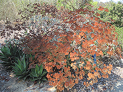 St. Catherine's Lace (Eriogonum giganteum) at Lakeshore Garden Centres