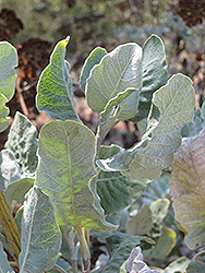 St. Catherine's Lace (Eriogonum giganteum) at Lakeshore Garden Centres