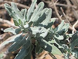 Cleveland Sage (Salvia clevelandii) at Lakeshore Garden Centres