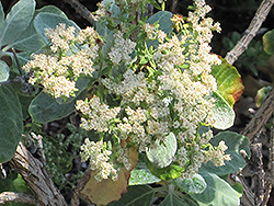 St. Catherine's Lace (Eriogonum giganteum) at Lakeshore Garden Centres