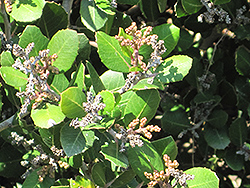 San Diego Mountain Mahogany (Cercocarpus minutiflorus) at Lakeshore Garden Centres