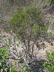 Baja California Birdbush (Ornithostaphylos oppositifolia) at Lakeshore Garden Centres