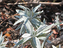 Purple Sage (Salvia leucophylla) at Lakeshore Garden Centres