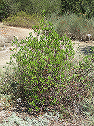 Mission Manzanita (Xylococcus bicolor) at Lakeshore Garden Centres