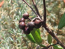 Mission Manzanita (Xylococcus bicolor) at Lakeshore Garden Centres