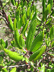 Mission Manzanita (Xylococcus bicolor) at Lakeshore Garden Centres