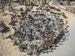 Nevin's Wooly Sunflower (Eriophyllum nevinii) at Lakeshore Garden Centres