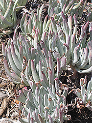 Catalina Island Live-Forever (Dudleya hassei) at Lakeshore Garden Centres