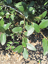 Canyon Live Oak (Quercus chrysolepis) at Lakeshore Garden Centres