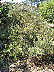 Four-wing Saltbush (Atriplex canescens) at Lakeshore Garden Centres