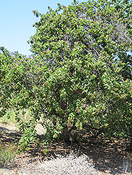 Laurel Sumac (Malosma laurina) at Lakeshore Garden Centres