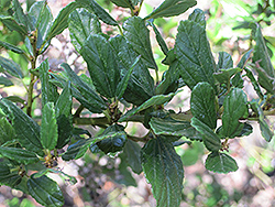 Ramona Lilac (Ceanothus tomentosa 'Ramona') at Lakeshore Garden Centres