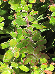 Little Sur Manzanita (Arctostaphylos edmundsii) at Lakeshore Garden Centres