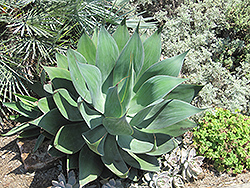Nova Foxtail Agave (Agave attenuata 'Nova') at Lakeshore Garden Centres