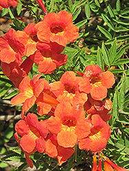 Crimson Flare Esperanza (Tecoma 'Crimson Flare') at Lakeshore Garden Centres