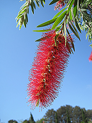 Weeping Bottlebrush (Callistemon viminalis) at Lakeshore Garden Centres