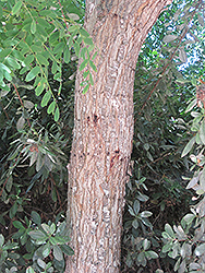 Tipu Tree (Tipuana tipu) at Lakeshore Garden Centres