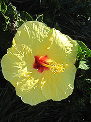 Hula Girl Hibiscus (Hibiscus rosa-sinensis 'Hula Girl') at Lakeshore Garden Centres