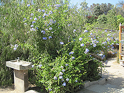 Royal Cape Plumbago (Plumbago auriculata 'Monott') at Lakeshore Garden Centres